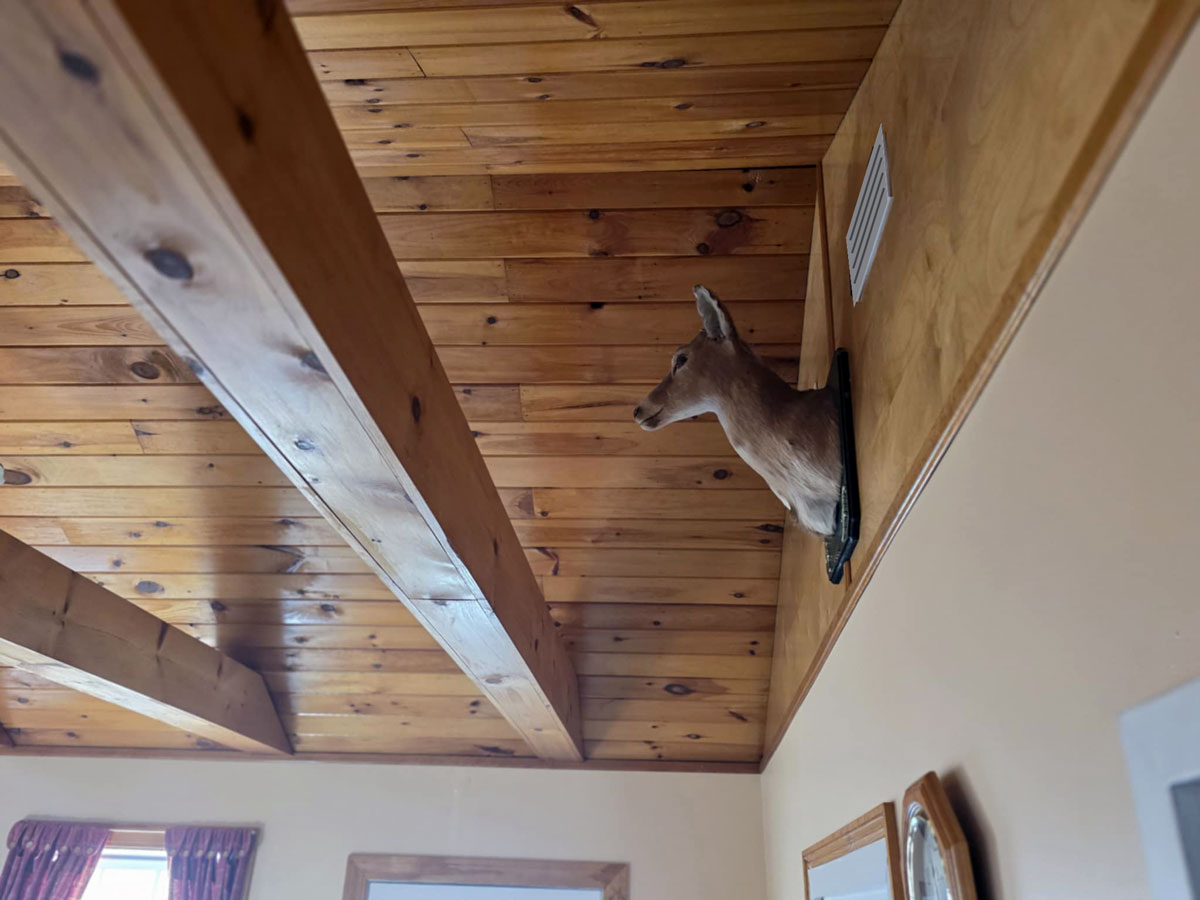 Pine ceiling with mounted deer.