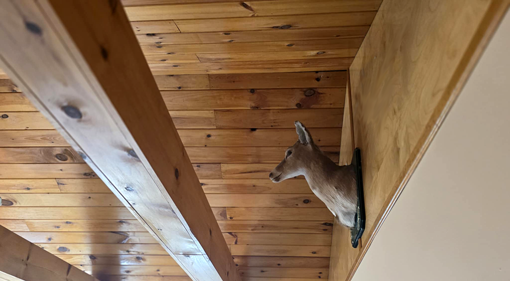 Deer with Wood Ceiling