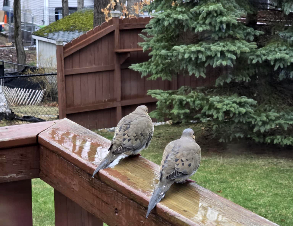 Two Doves on Deck Rail with custom fence in background